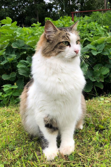 Sibirisk katt Hubble